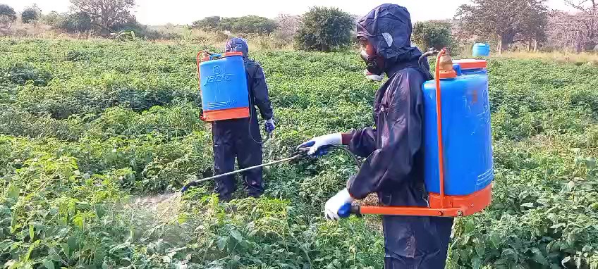 Trabalhadores a cuidar de uma plantação