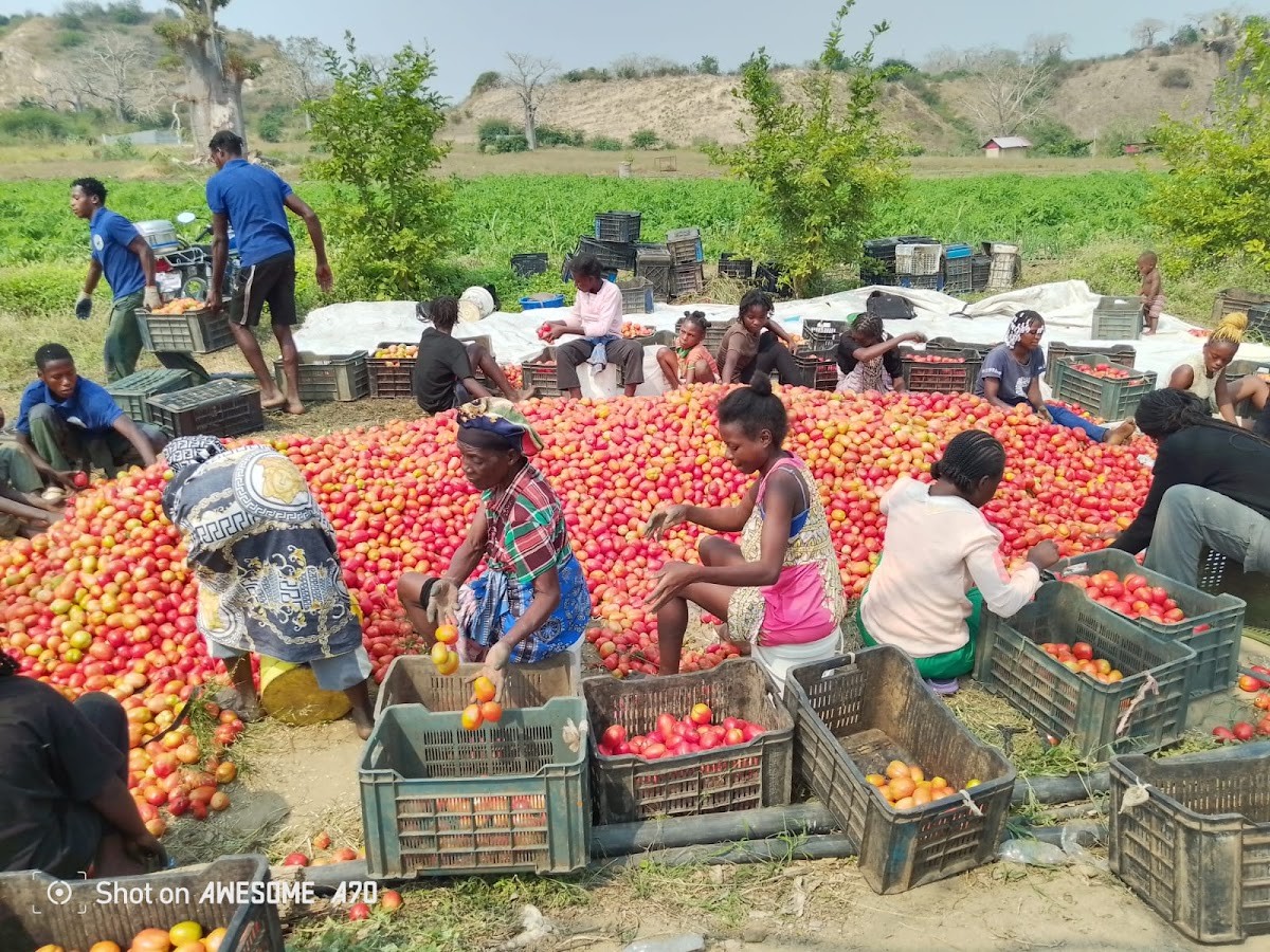 Pessoas a separar produtos agrícolas colhidos