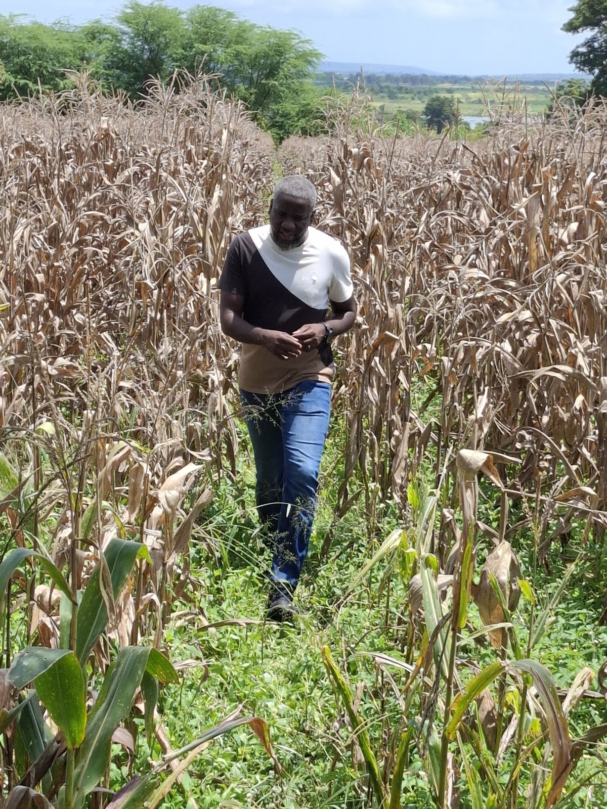 Agricultor a caminhar numa plantação de milho