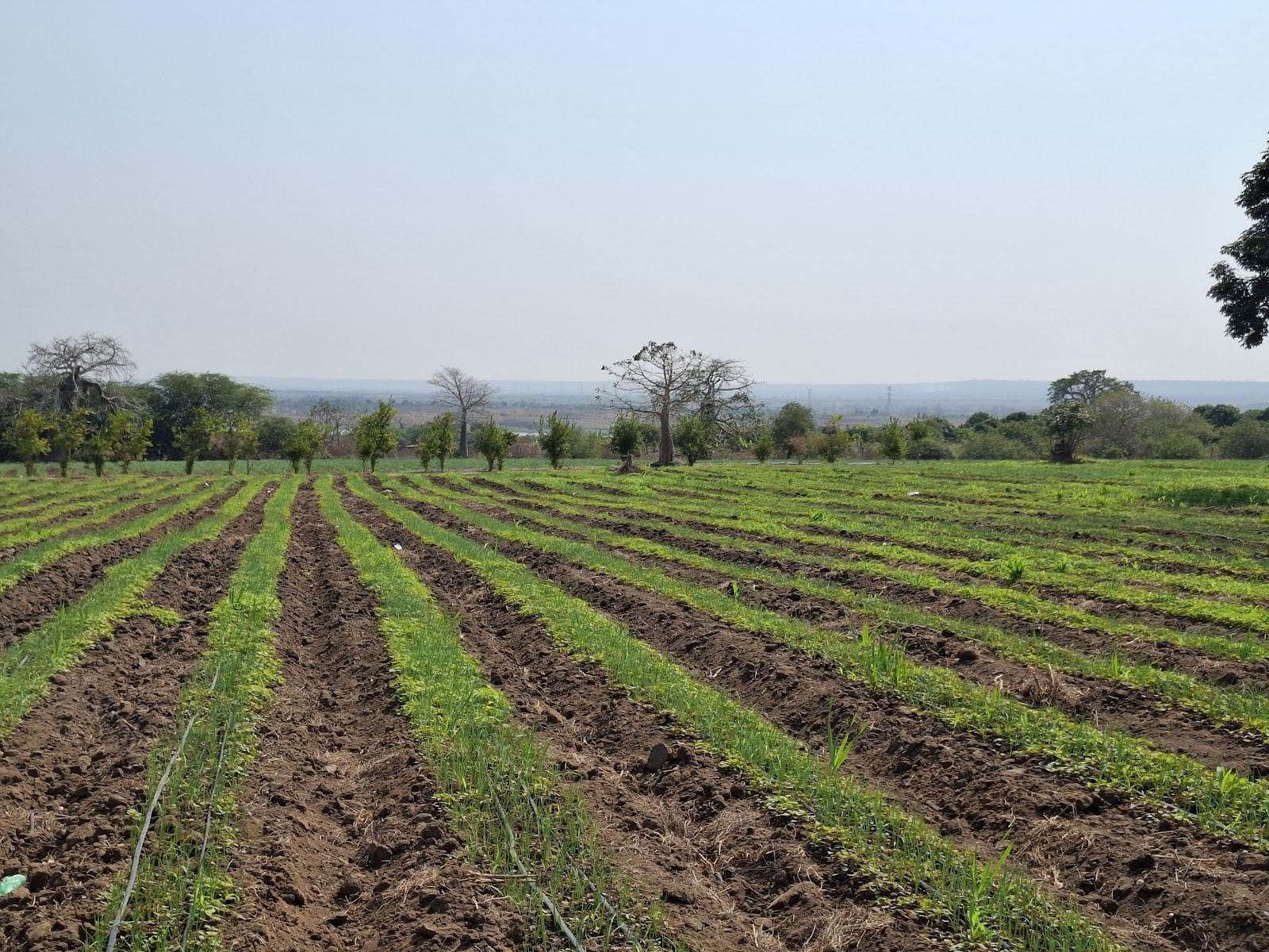 Linhas de cultivo numa plantação