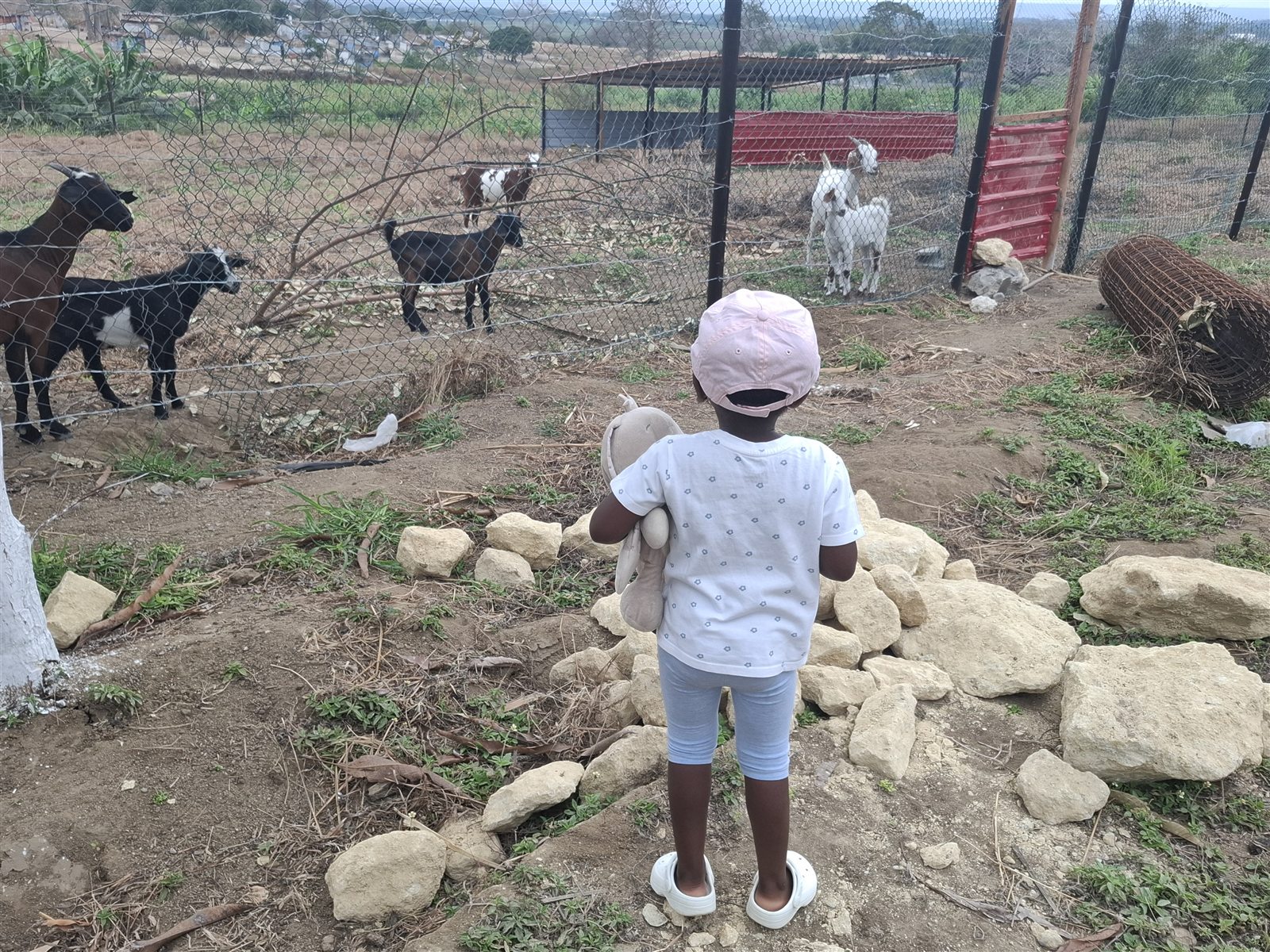 Criança a observar as cabras na Fazenda Isabel