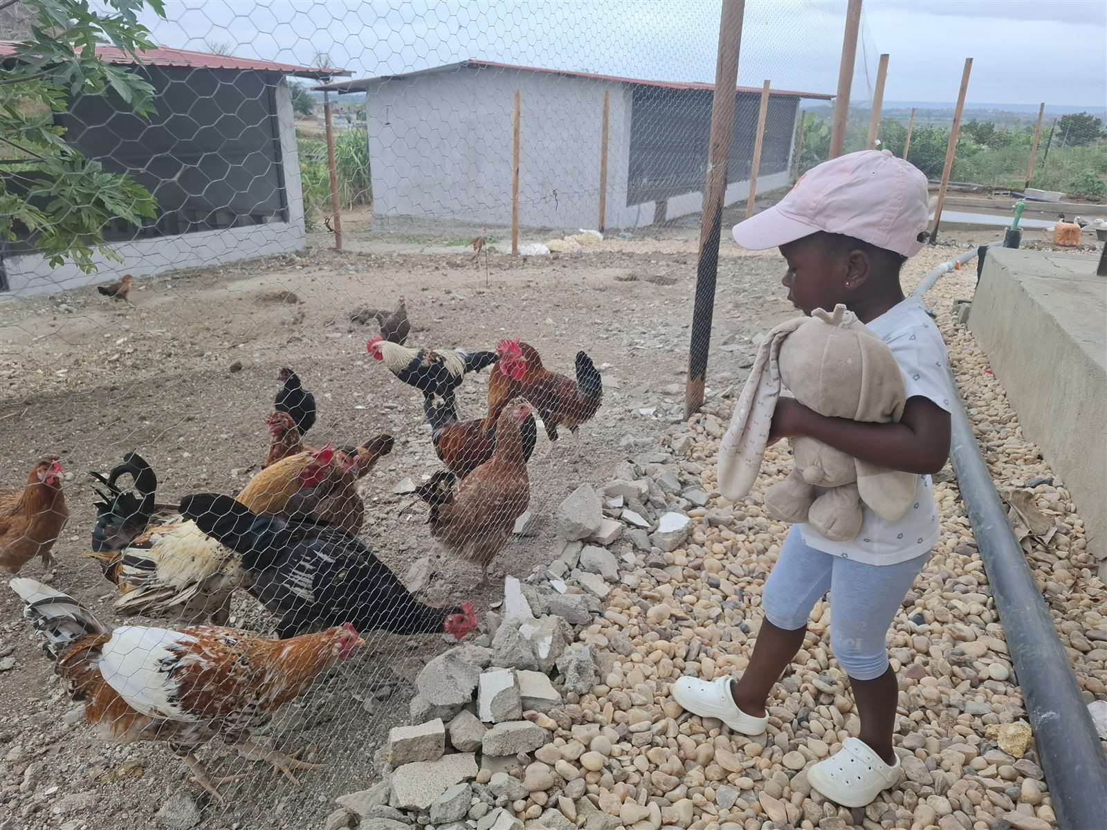 Criança a observar galinhas na Fazenda Isabel