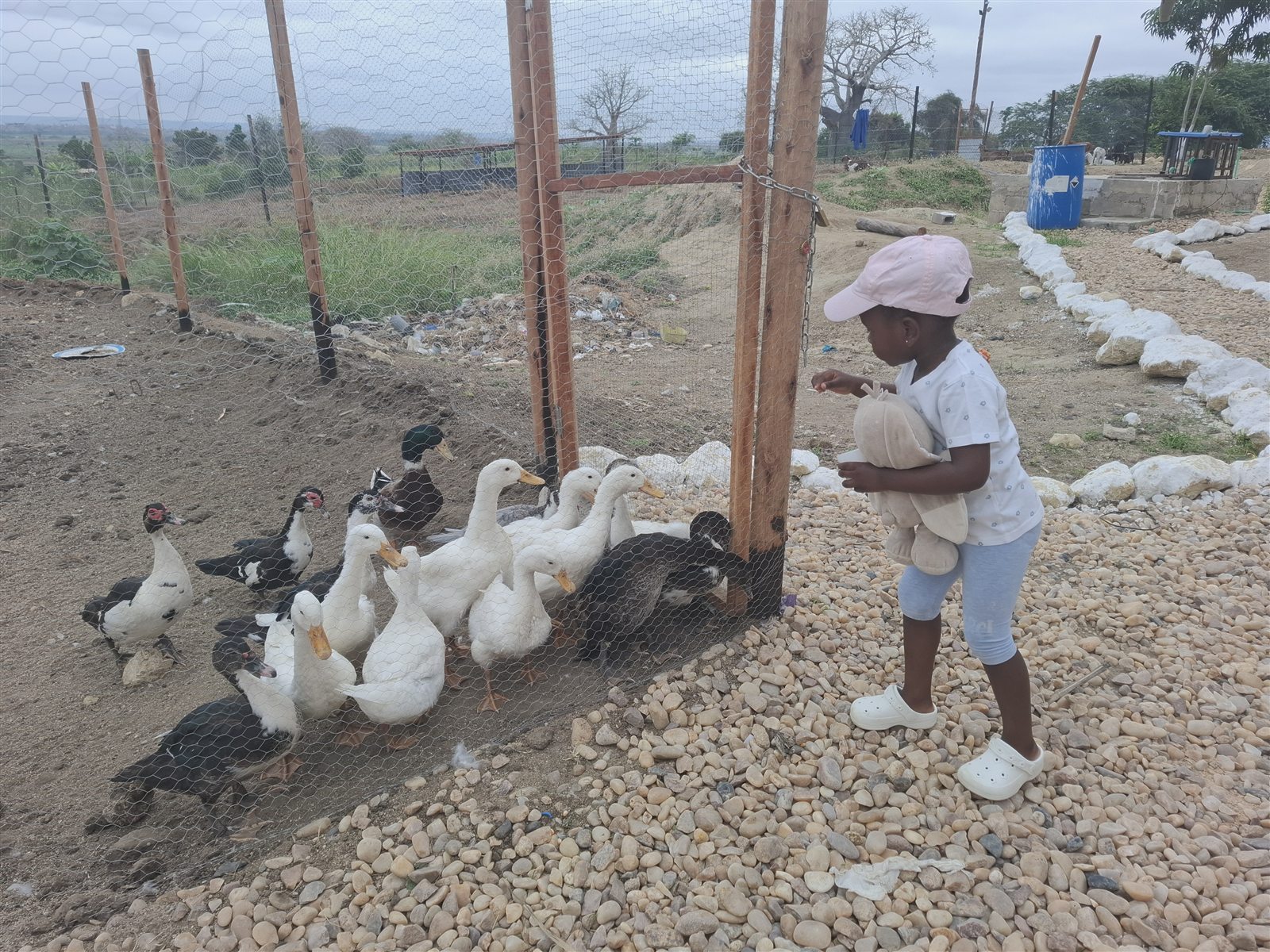 Criança a observar os patos na Fazenda Isabel