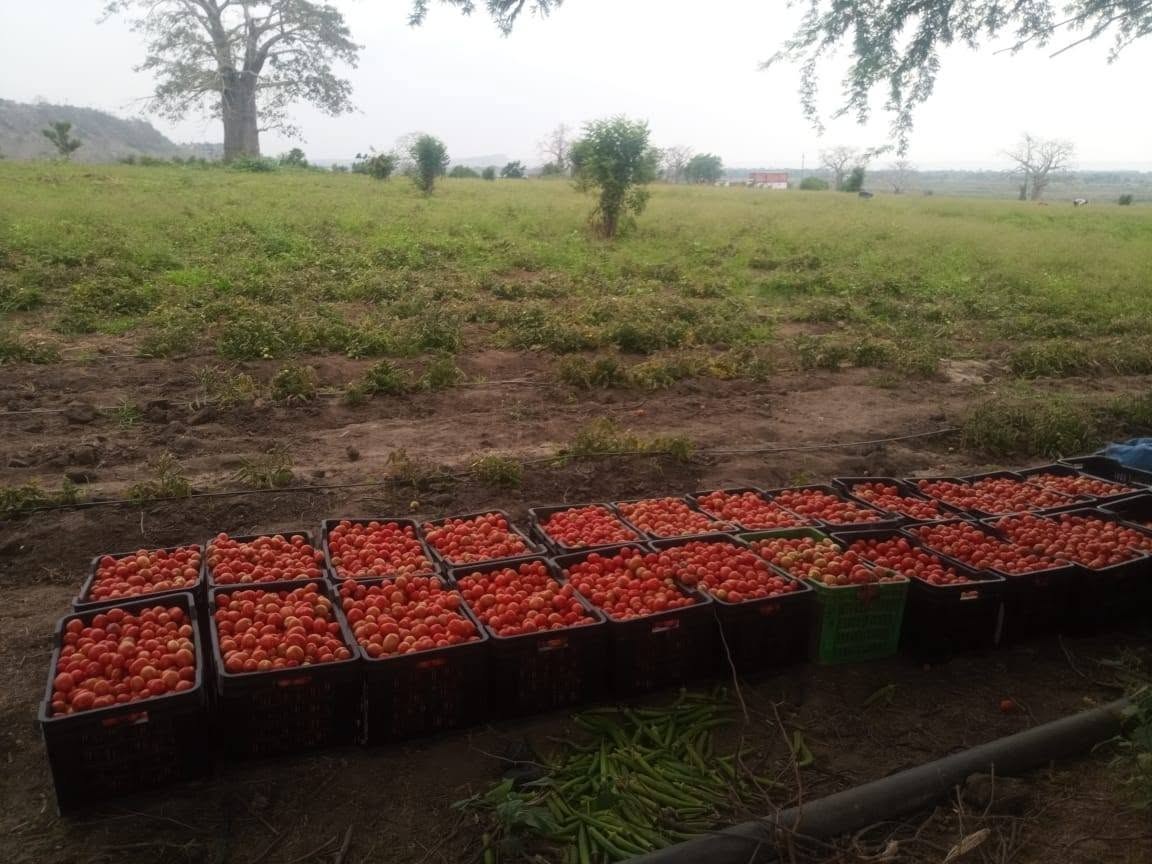 Caixas de tomate colhido no campo da Fazenda Isabel
