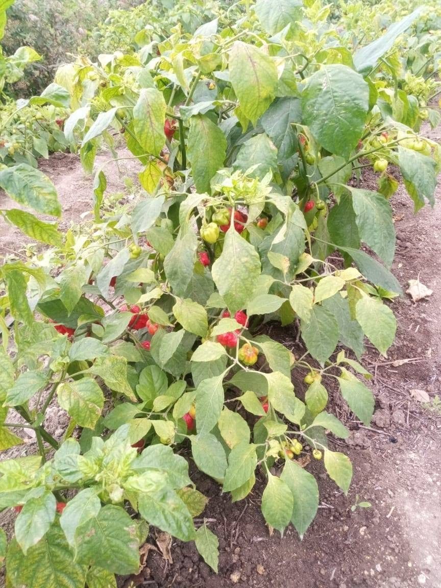 Gindungo em desenvolvimento no campo