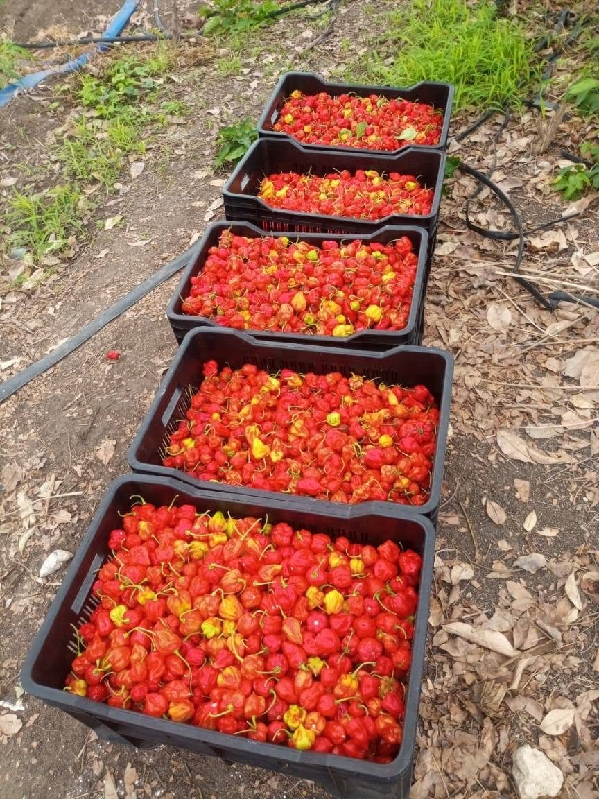 Caixas de tomates colhidos no campo