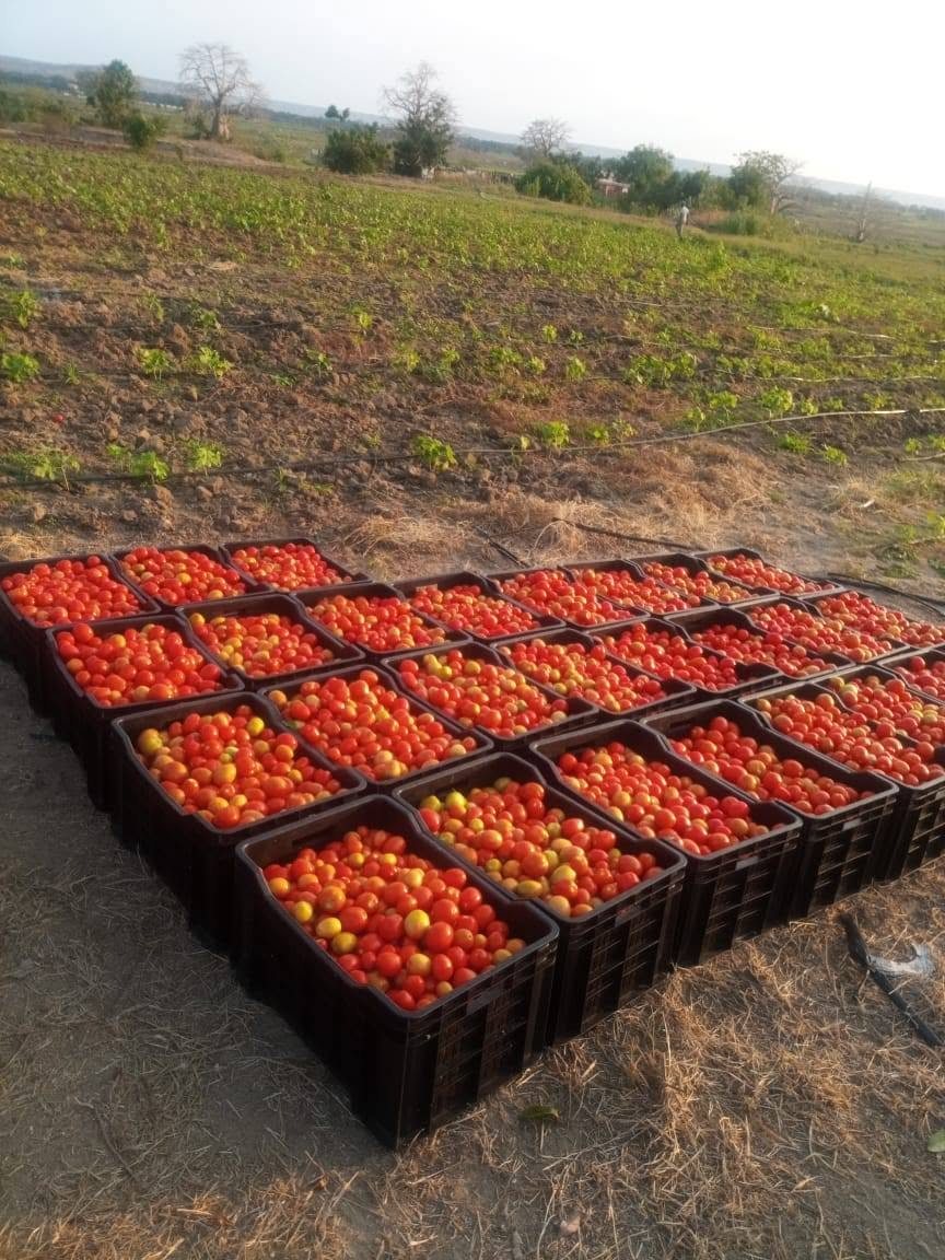 Caixas com tomates colhidos numa área de cultivo