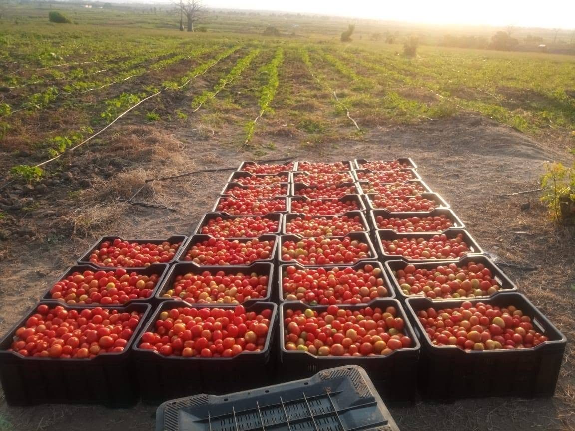Caixas de tomates colhidos na plantação
