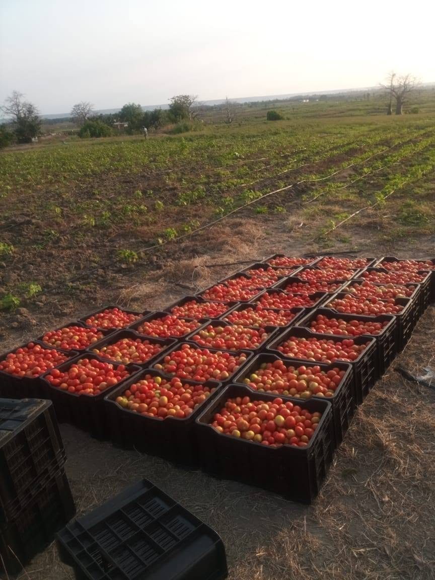 Tomates colhidos e organizados em caixas no campo