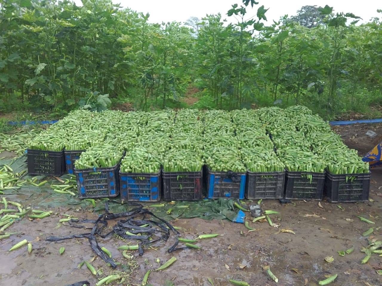 Quiabo colhido e preparado para transporte