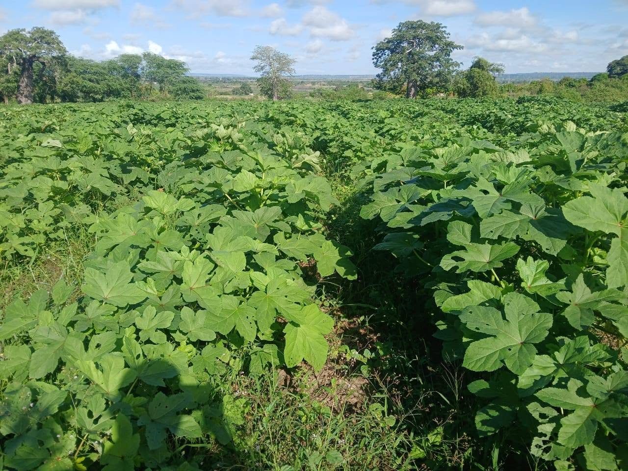 Plantas de quiabo em crescimento na Fazenda Isabel