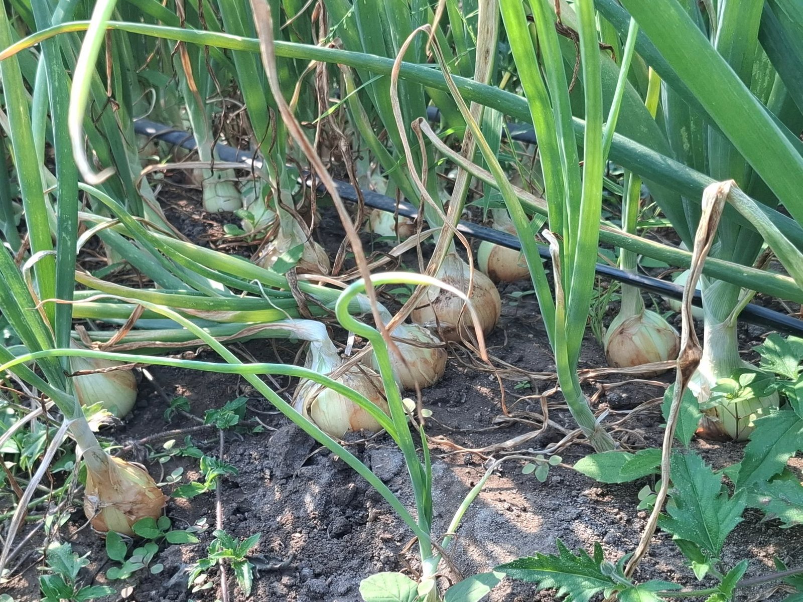 Cebolas a crescer no campo