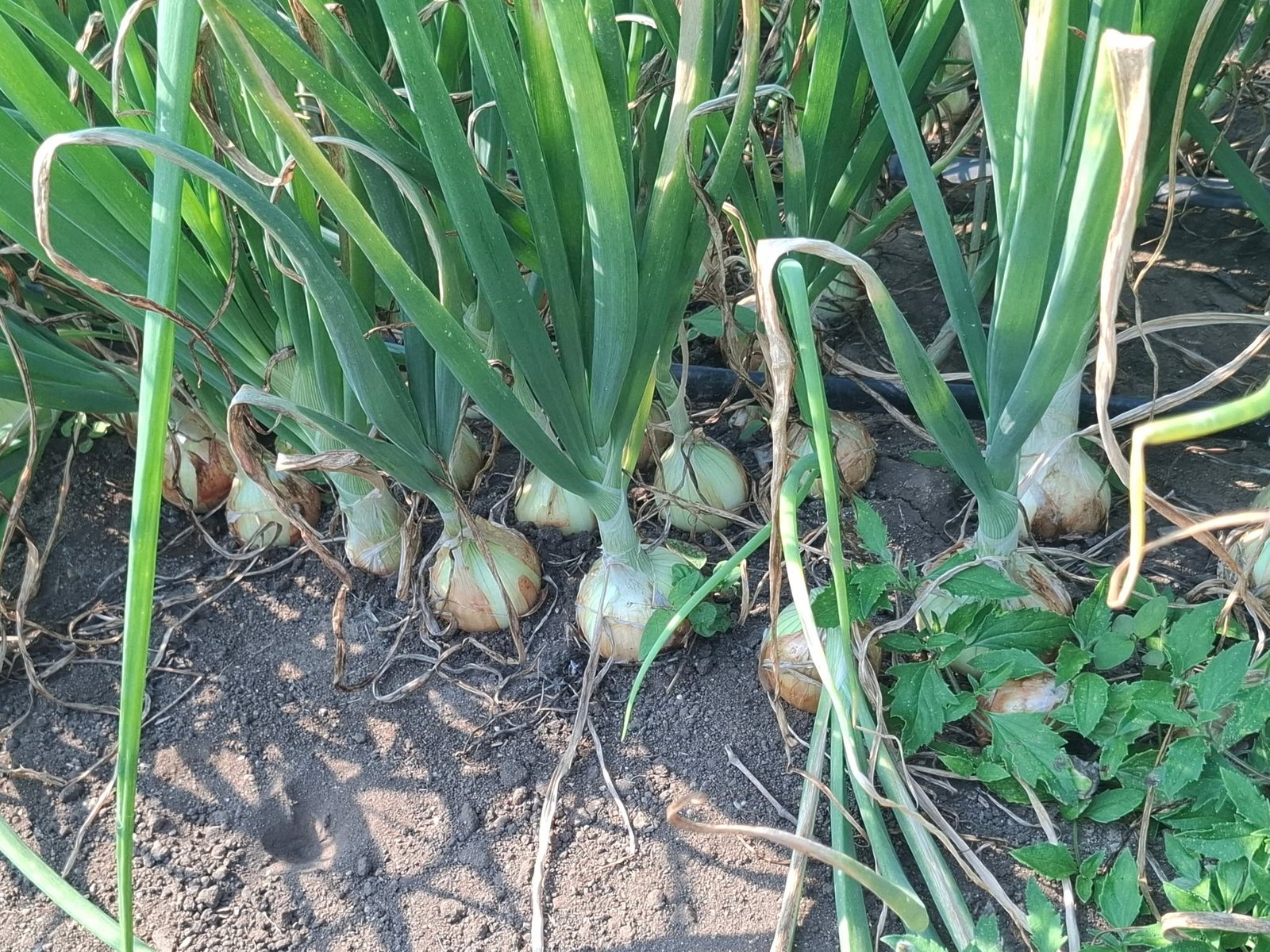 Cebolas em desenvolvimento na plantação