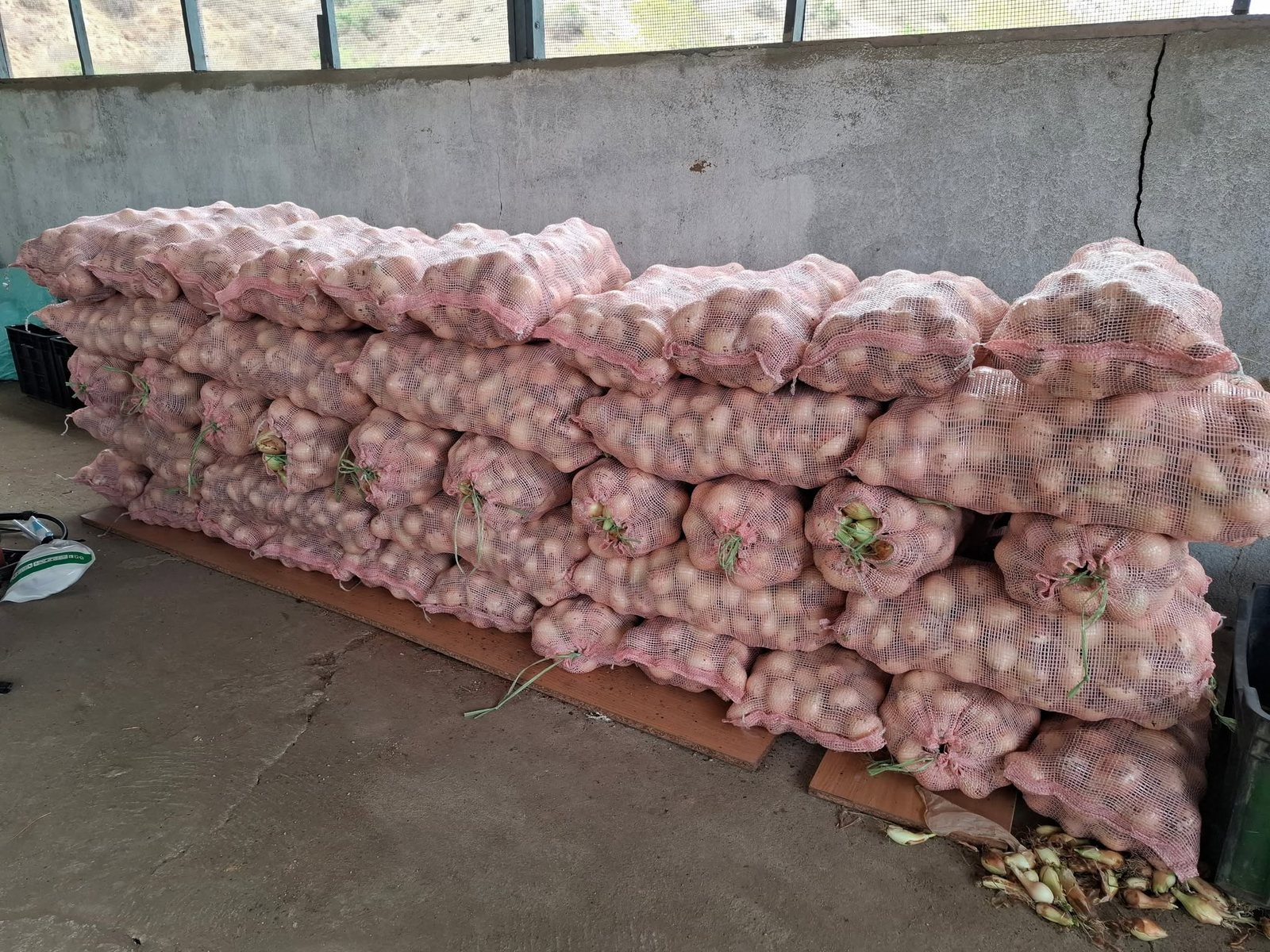 Cebolas preparadas para venda