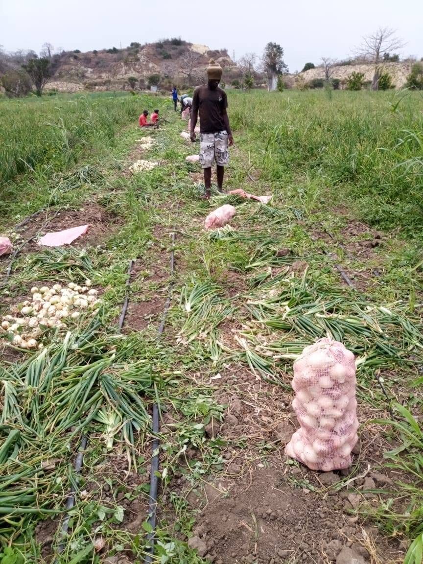Cebolas colhidas na Fazenda Isabel
