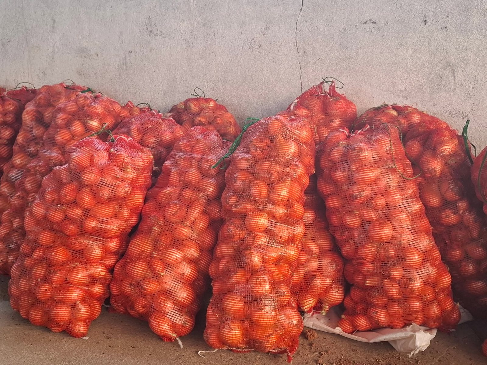 Sacos de cebola da Fazenda Isabel prontos para venda