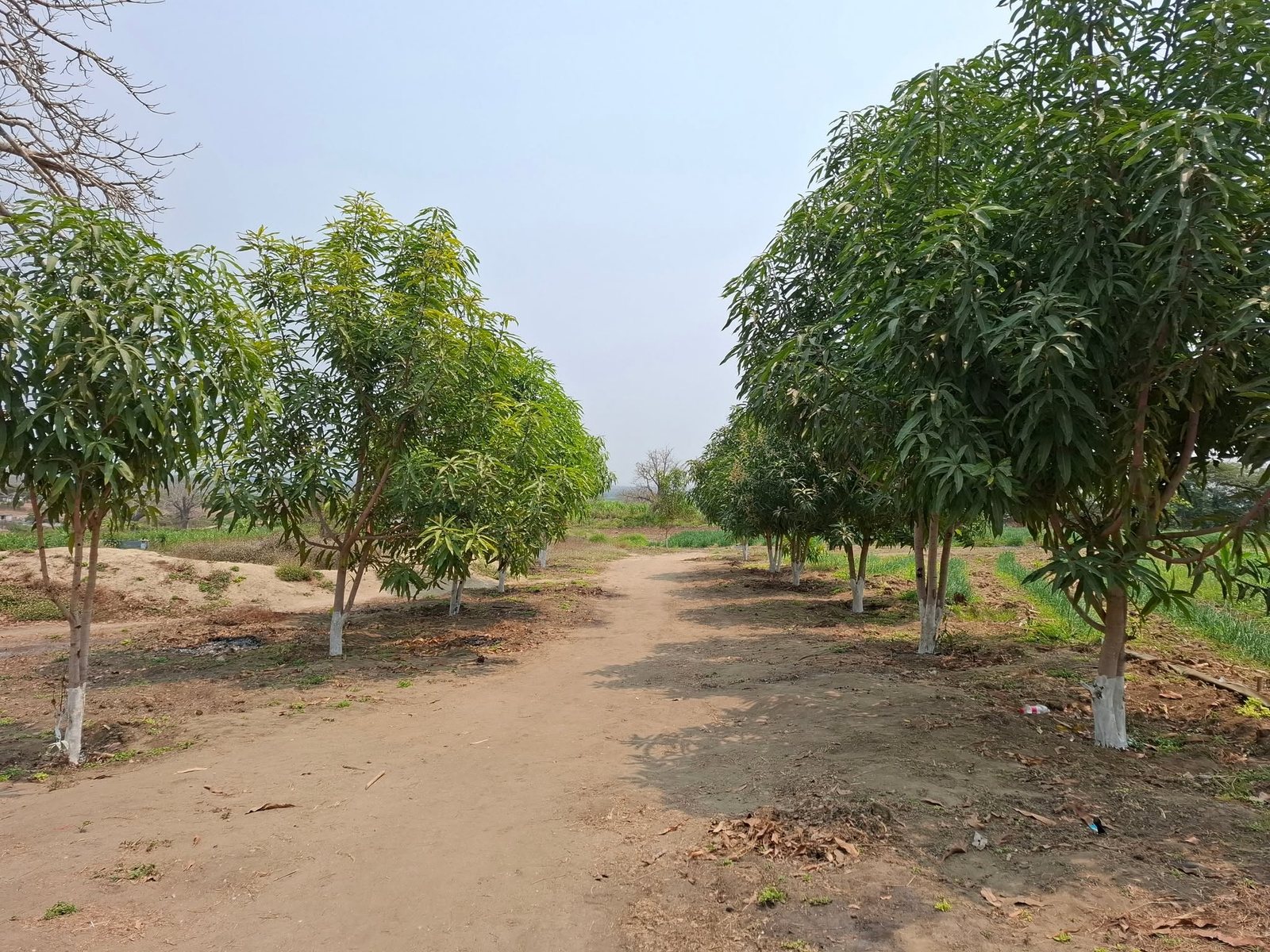 Caminho entre árvores de fruto na Fazenda Isabel
