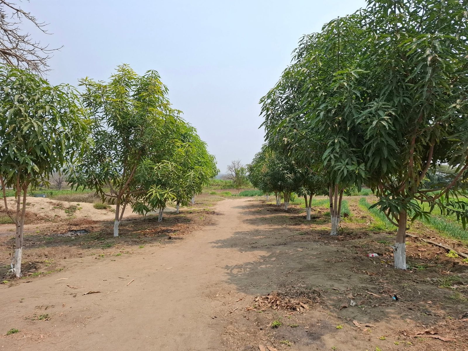 Pomar da Fazenda Isabel visto entre as árvores