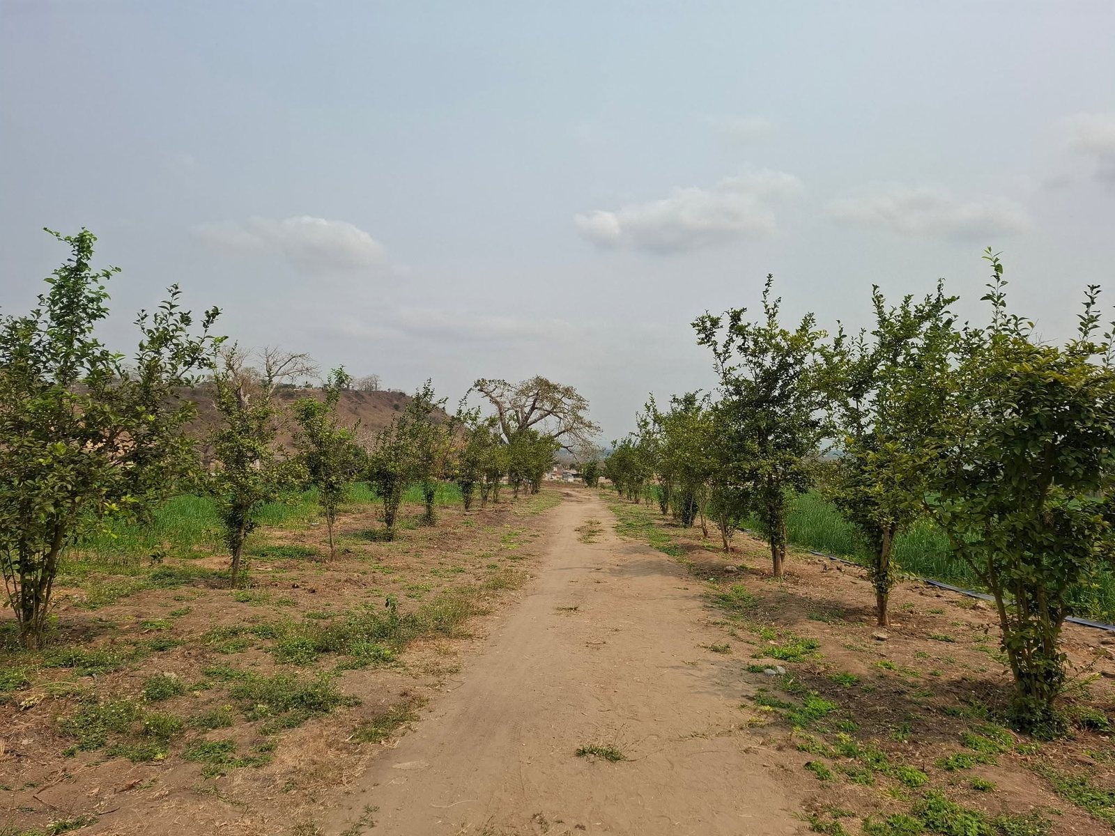 Árvores de fruto plantadas na fazenda