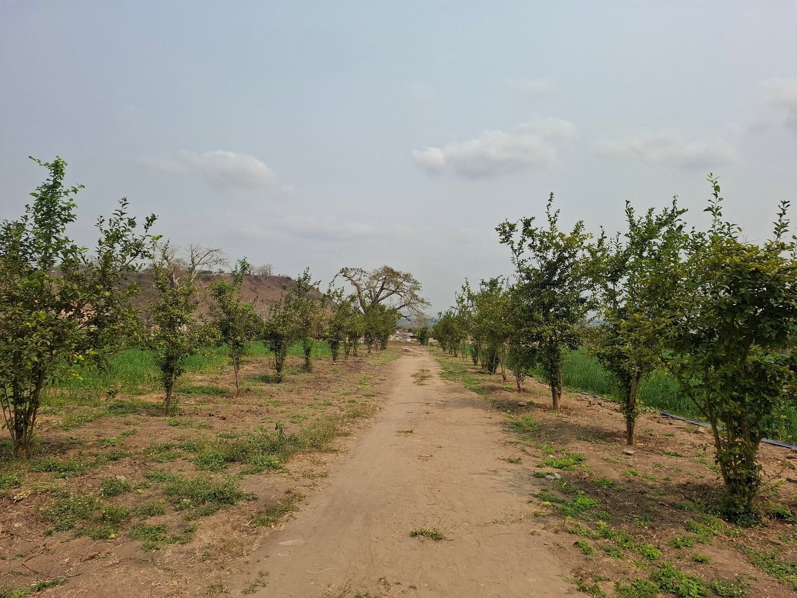 Caminho entre as árvores do pomar