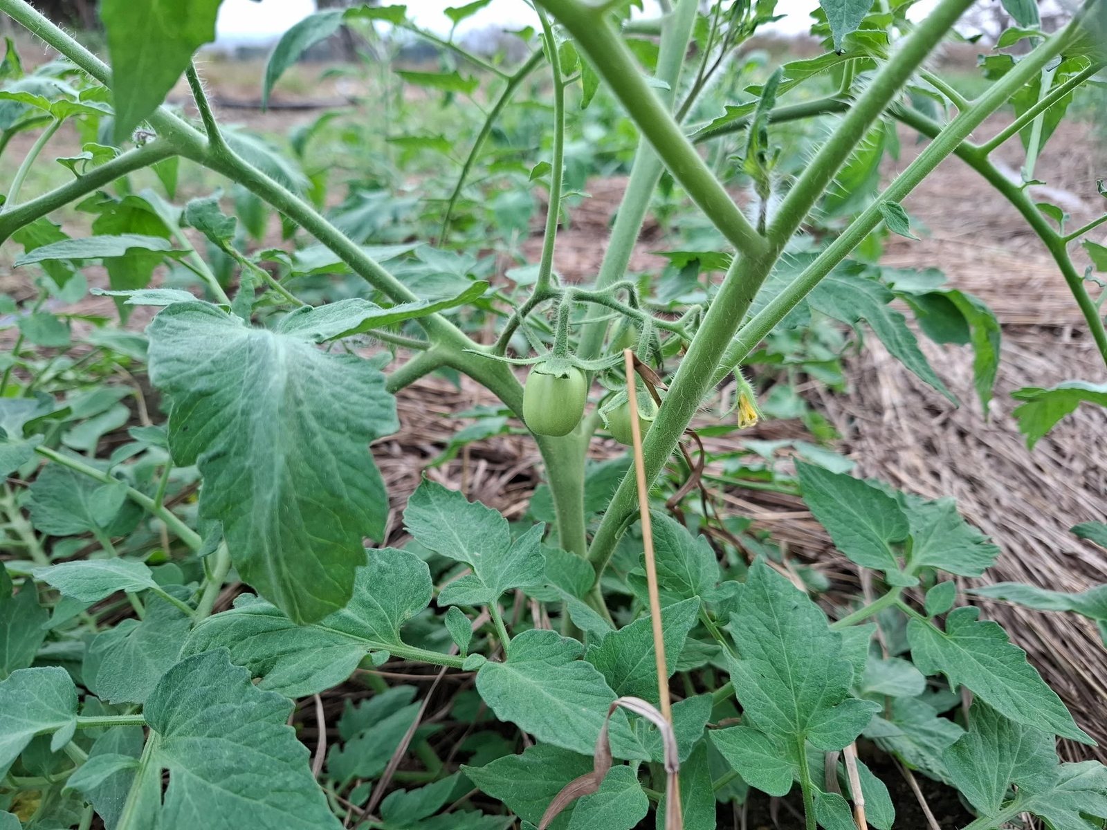 Planta de cultura agrícola em crescimento