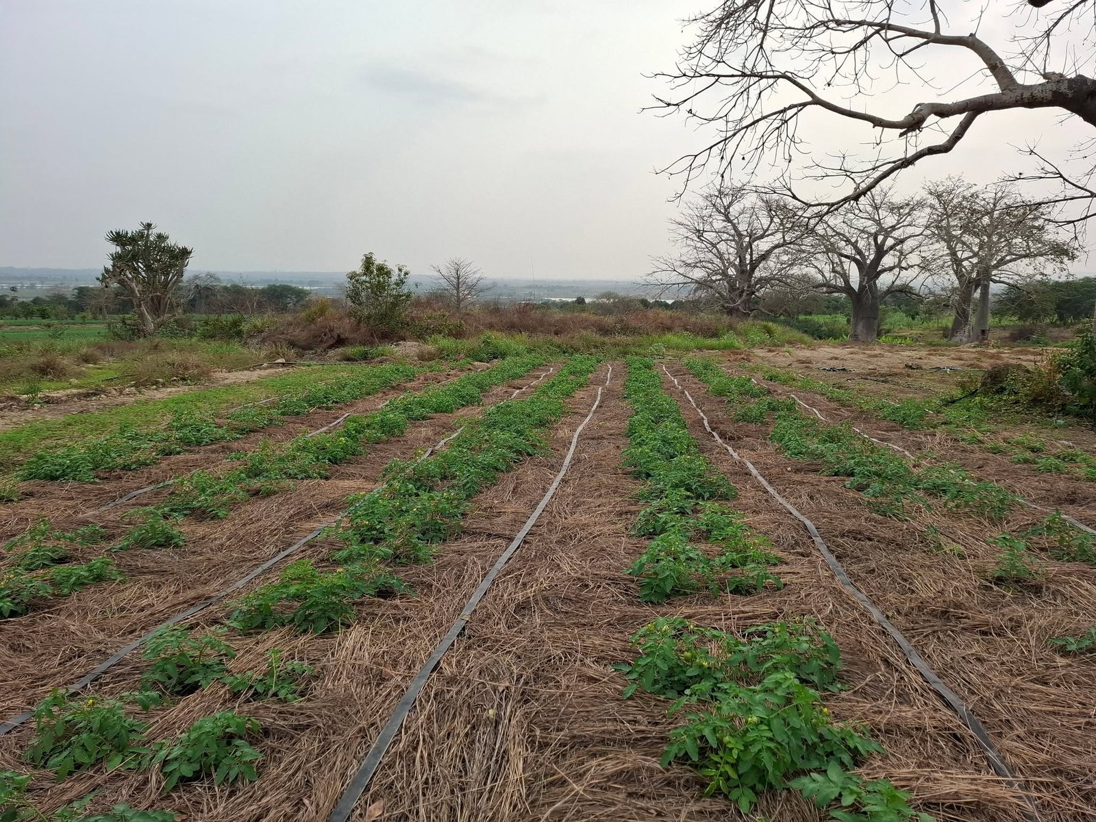 Linhas de cultivo e irrigação