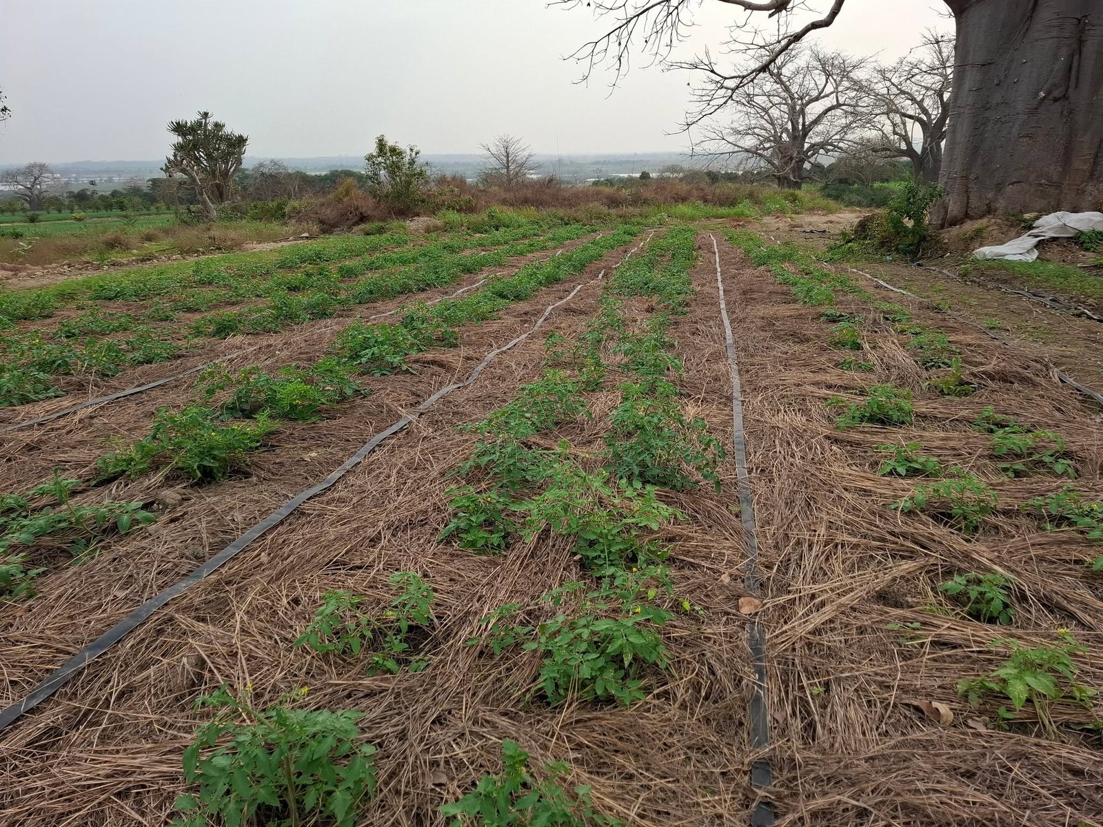 Plantação agrícola organizada em linhas