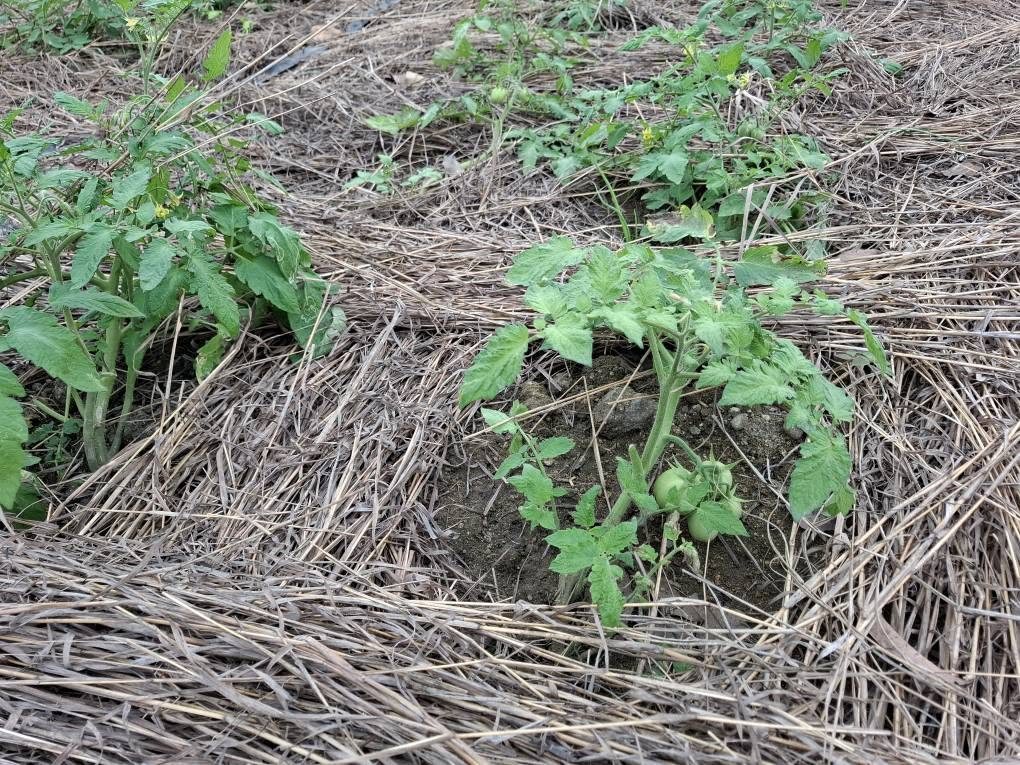 Plantas jovens a crescer num canteiro