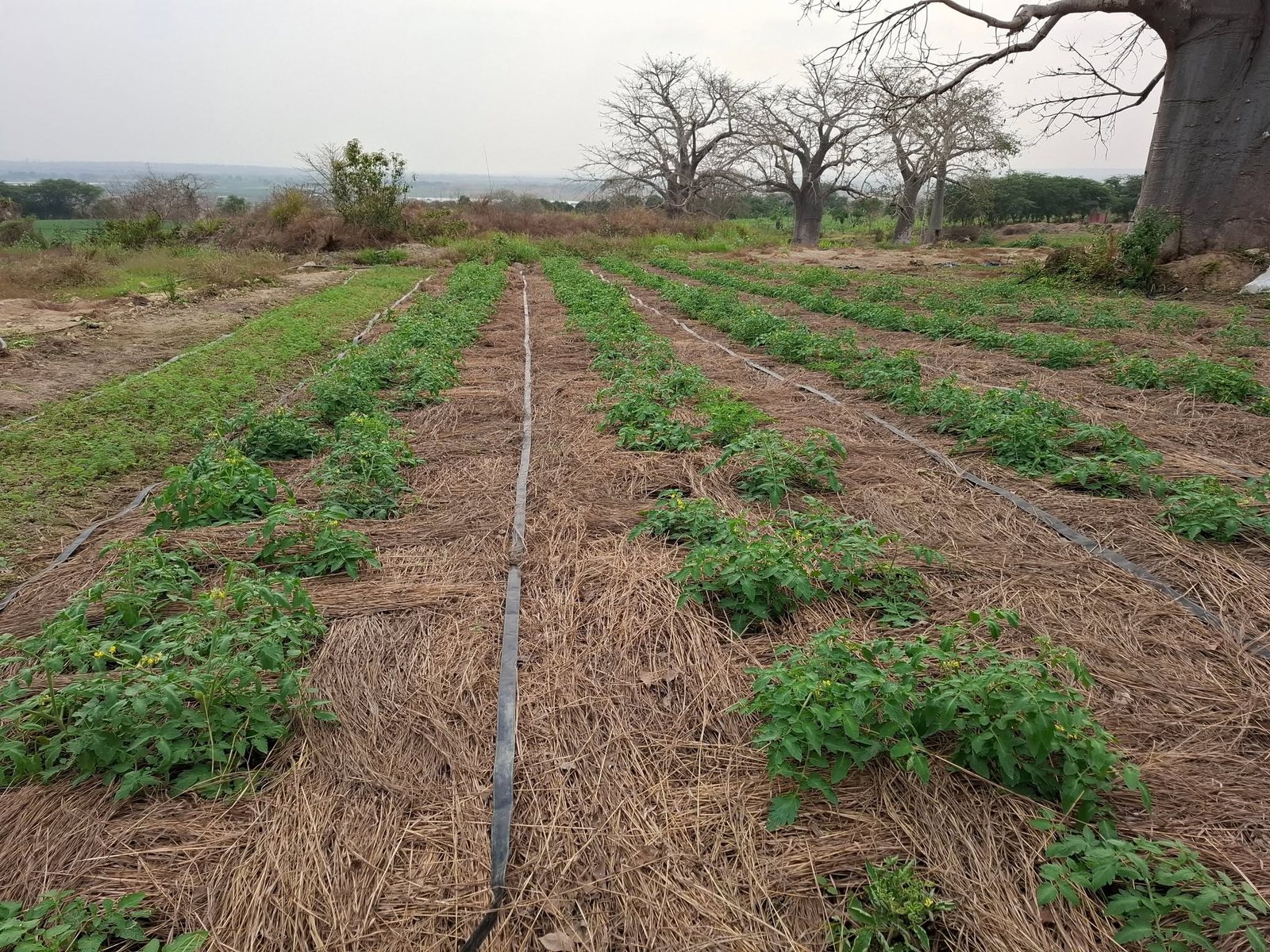 Área de cultivo da Fazenda Isabel com sistema de rega